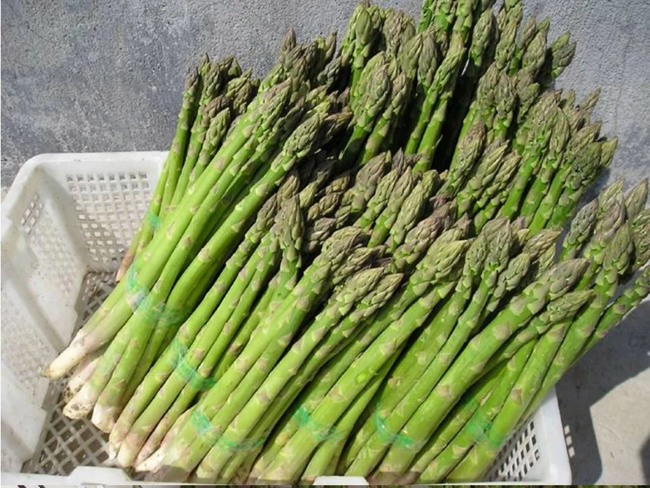 High quality/High cost performance  Frozen Fresh Green Asparagus Spears Vegetables Canned Food