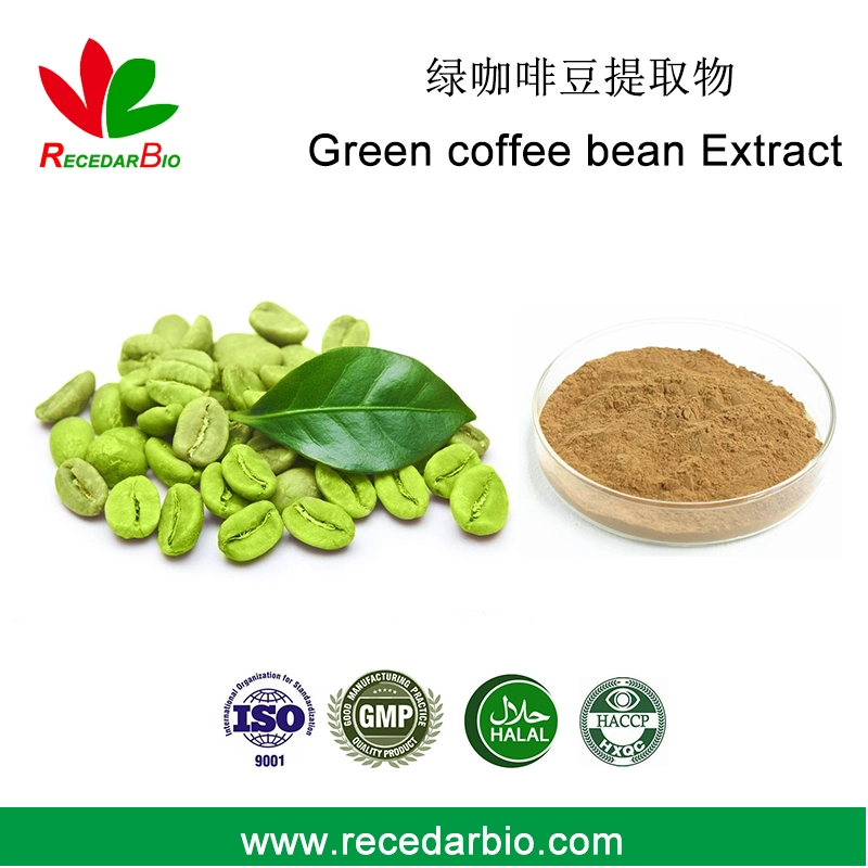 Shc Mui ácido clorogénico Halal de granos de café verde en polvo extracto