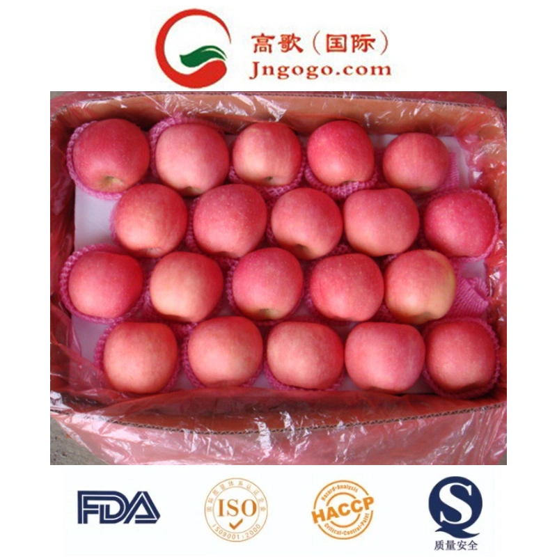 High quality/High cost performance  for Exporting Fresh Chinese FUJI Apple