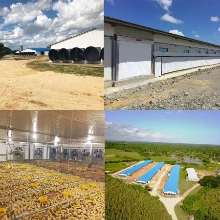 Construções prefabricadas montados rapidamente Alimentação fácil Granja Automática