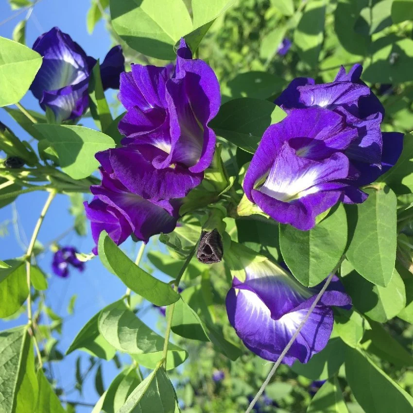 Natural Plant Extract Water Solubility Butterfly Pea Flower Powder Clitoria Ternatea Extract