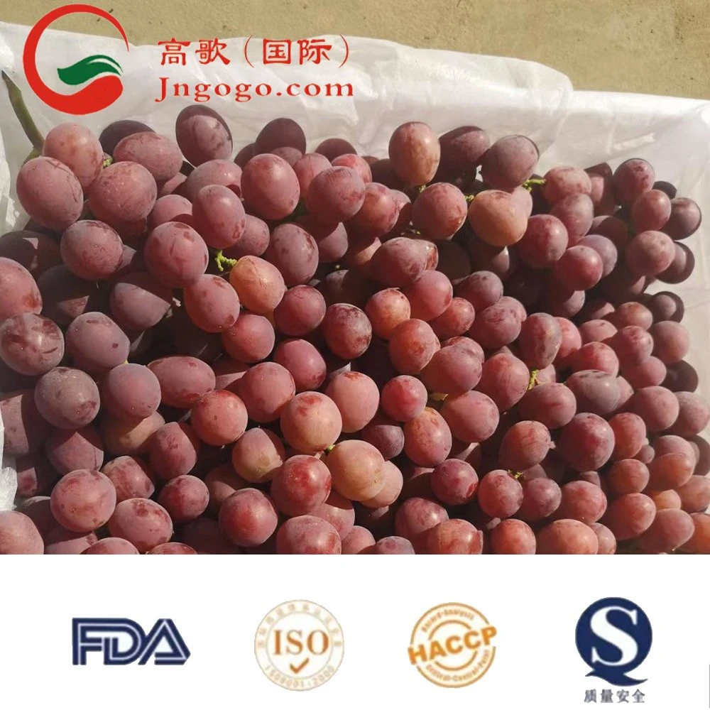 Hot Selling Lowest Price China Fresh Fruit Vitamin Rich Red Globe Grape