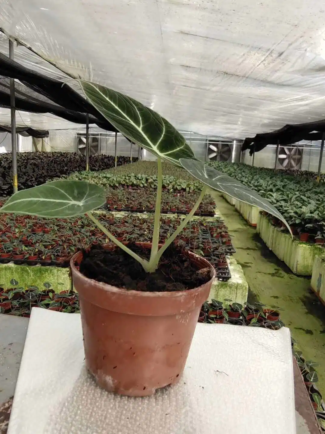 Las plantas reales Alocasia Violeta Negro