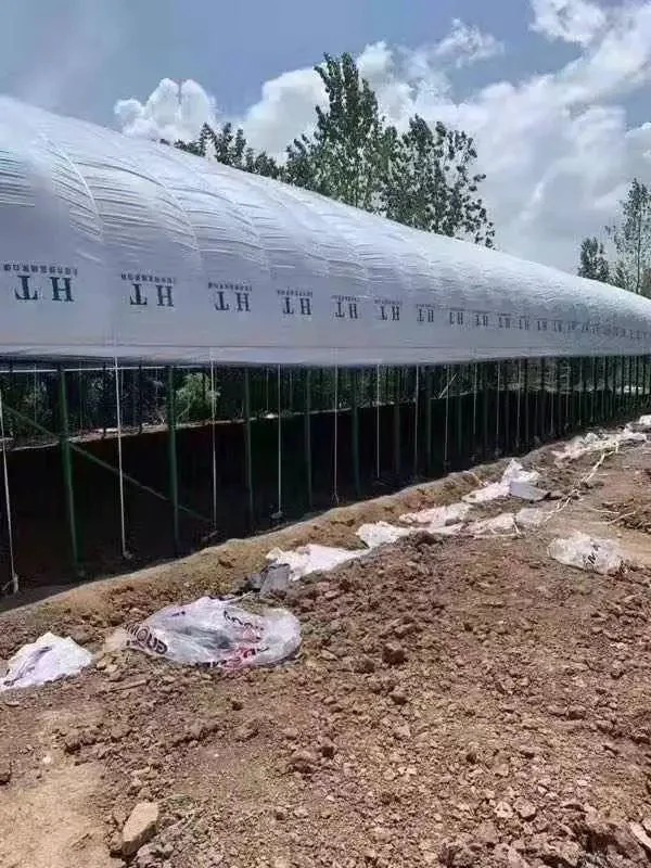 Two Layers of Elliptical Beam Film Sunlight Solar Greenhouse with Air Insulation Wall for Tomato/Cucumber/Cherry