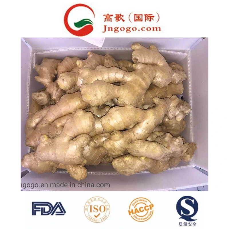 Fresh Air-Dried Ginger Supplier From China