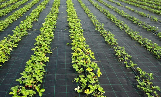 95GSM Thick 100% PE Ground Cover for Hydroponic Lettuce