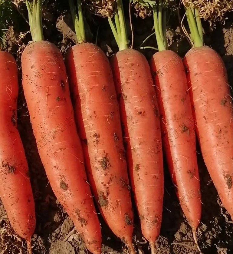 Haute qualité et à rendement élevé de graines de carotte rouge sain