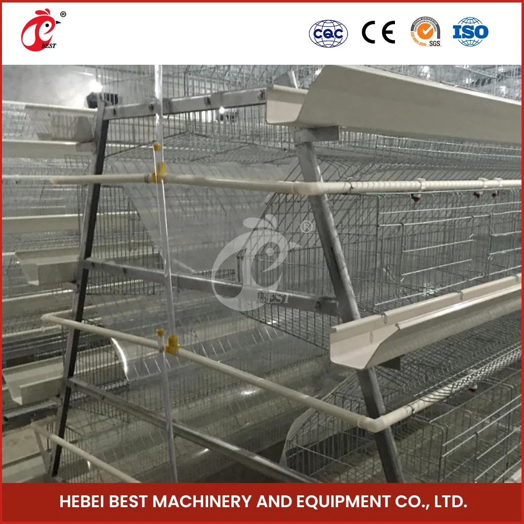 Bestchickencage uma Cage de tipo China Hen Cage Manufacturing Amostra gratuita de equipamento de gaiola de aves para configuração automática do sistema de gaiola de bateria