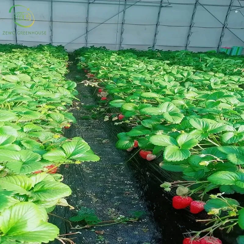 Estufa de túnel de uma só extensão para tomate e legumes