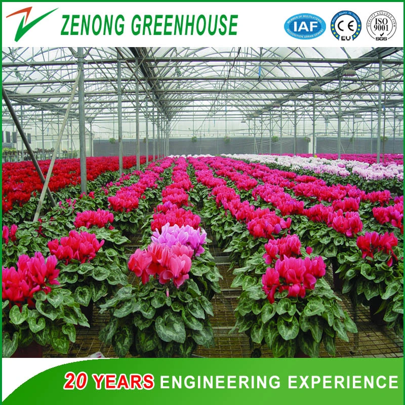 Tunnel Type High quality/High cost performance  Po/PE/EVA Film Green House for Garden/Flower/Vegetable/Fruit Planting