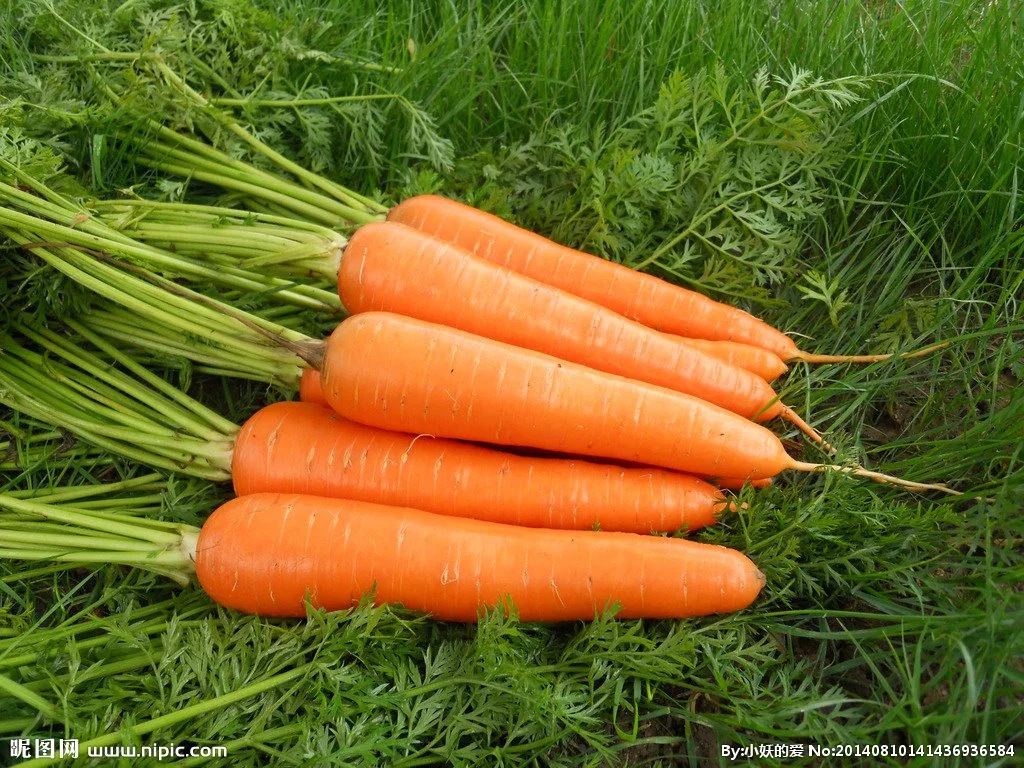 Bonne qualité et prix Carottes fraîches