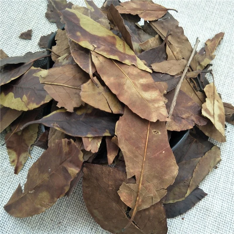 Dong Qing Ye Medicina tradicional China Hoja de Wintergreen cruda