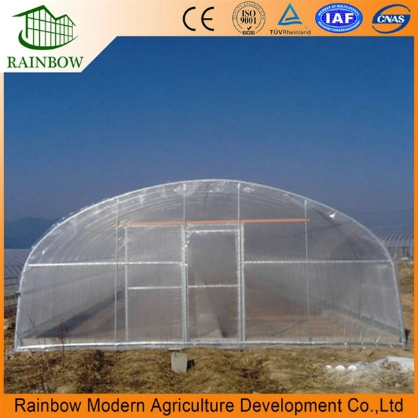 Agricultural Single Span Film Tomato Greenhouse