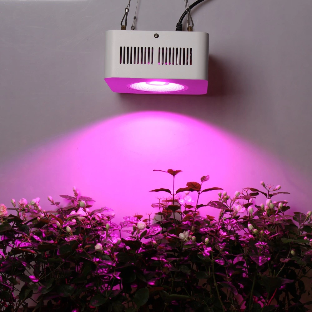 COB 200W Full Spectrum LED Growlight für die Hydrokultur im Innenbereich Gewächshaus