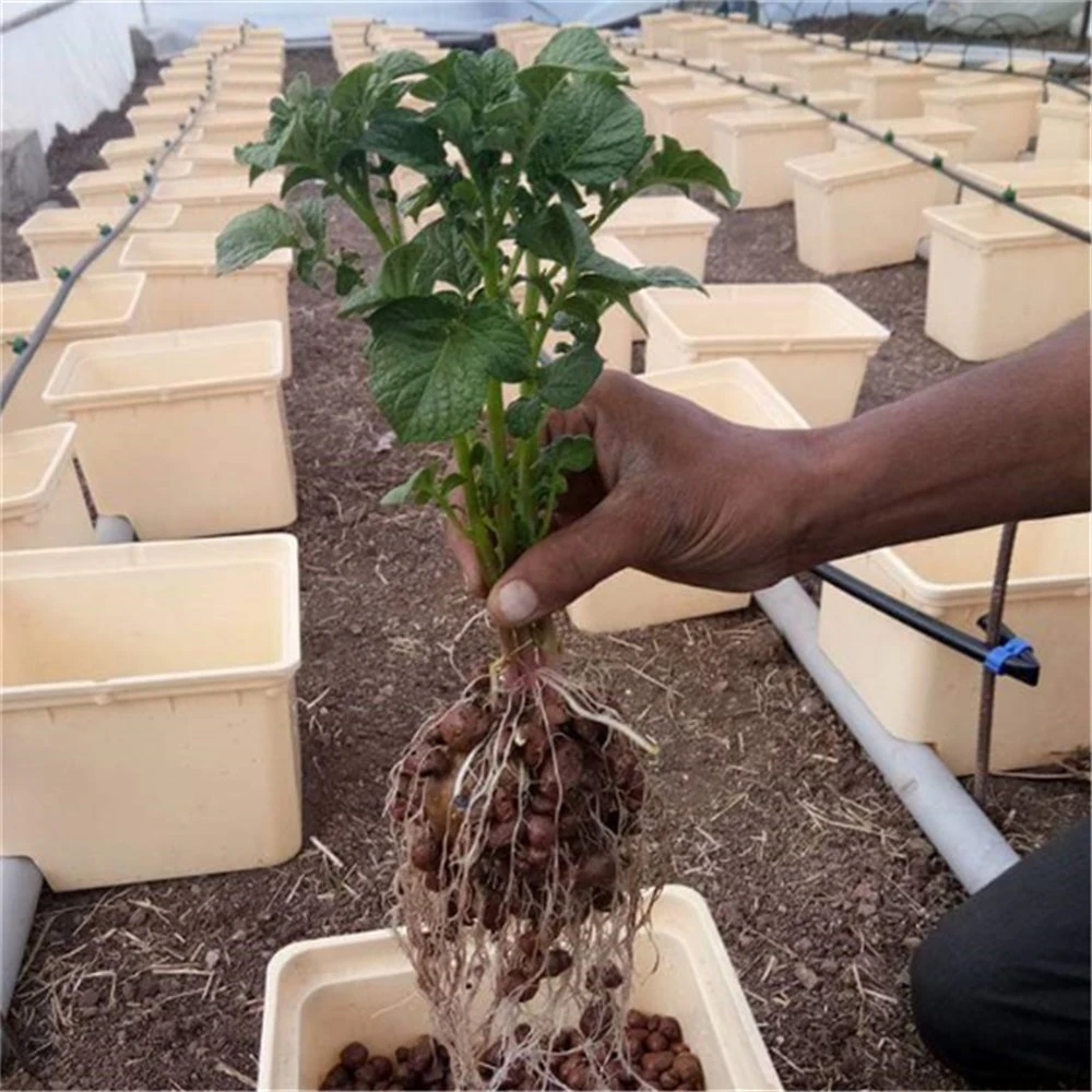 Système de la culture hydroponique de godet néerlandais en plastique pour les tomates de serre