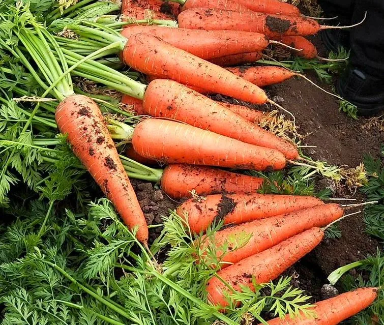 Haute qualité et à rendement élevé de graines de carotte rouge sain