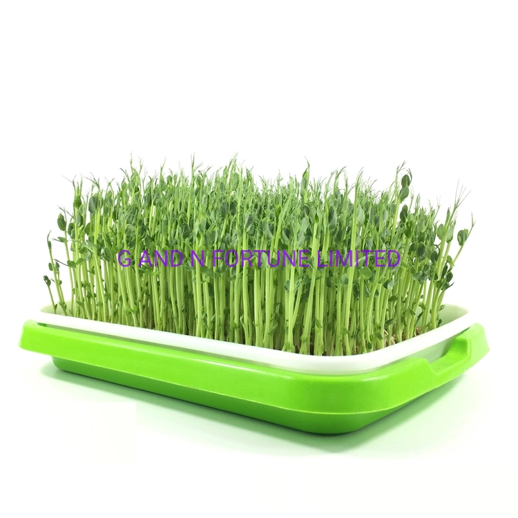 Seed Sprout Tray Kit Home Garden Sweet Buckwheat