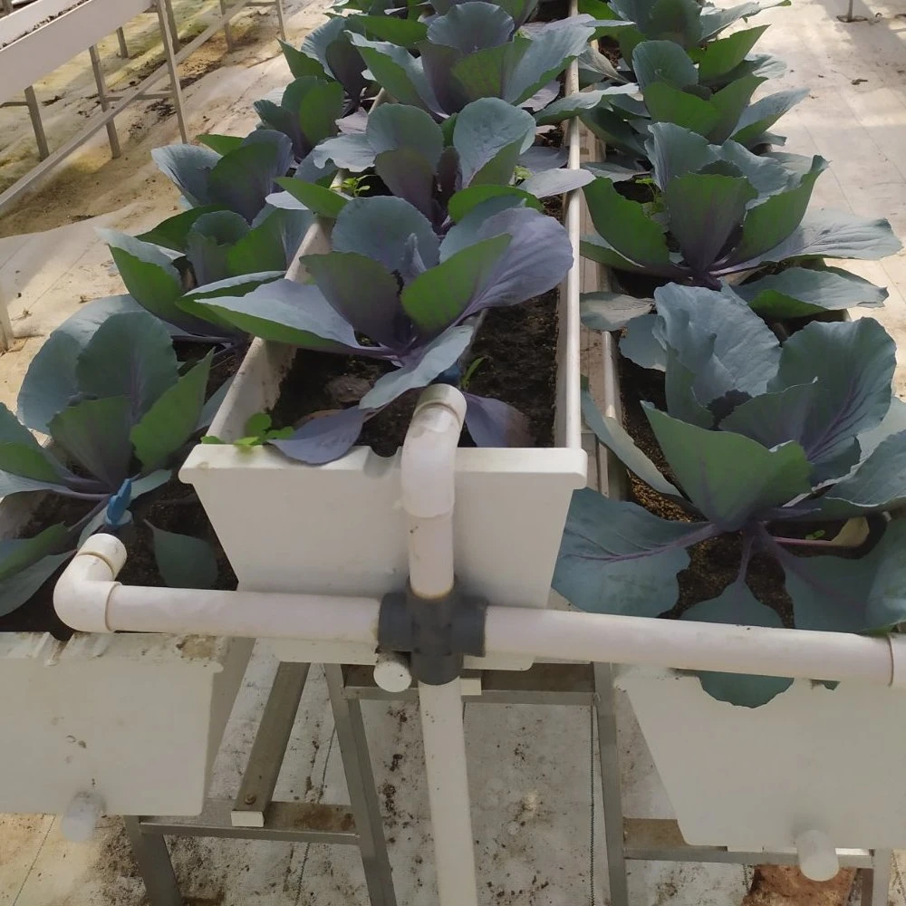 Automatic Hydroponic Xinhe Growing Intelligent Hydroponics System