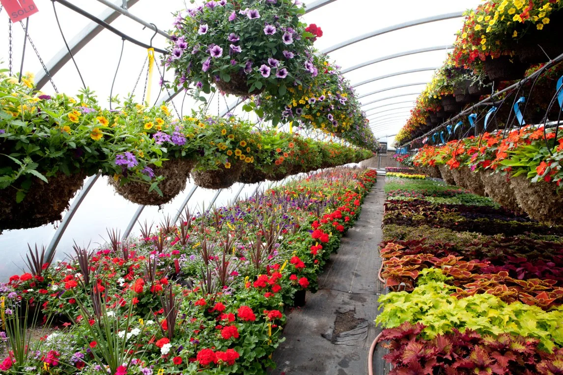 Modern Style Greenhouse Covered with PC Sheet/Glass Greenhouse for Vegetables/Fruits/Flowers