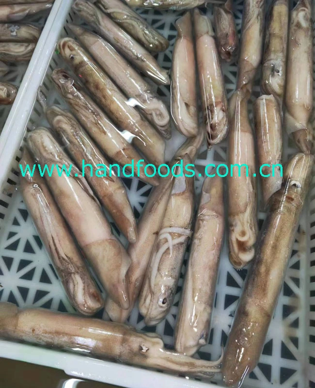 Cheap Price Hot Sale Seafood of Frozen Illex Squid