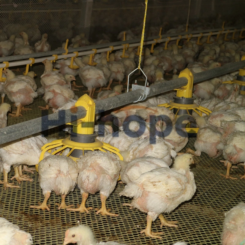Agricole moderne de l'équipement automatique de la volaille Poulets de chair de poulet avec système d'alimentation et de boire