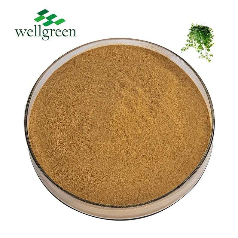 Professional Factory Direct Export Hederacosides Saponin IVY Leaf Extract Powder for Supplement