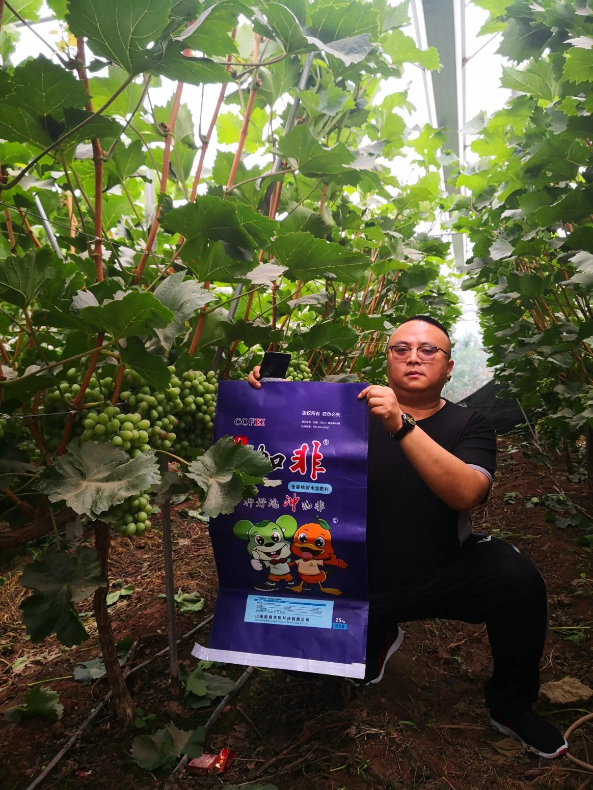 Fertilizantes orgánicos ácidos húmicos de fertilizante soluble en agua para la Agricultura verduras aumentar la capacidad de resistencia a enfermedades