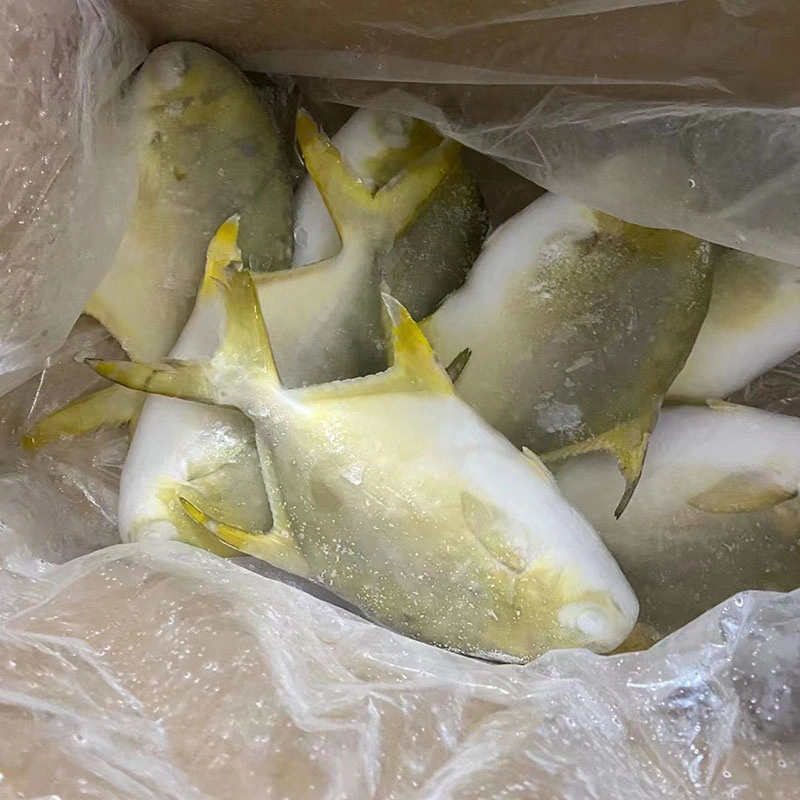 Gefrorene Meeresfrüchte Ganze Runde Fisch Aquatic Golden Pomfret Pompano