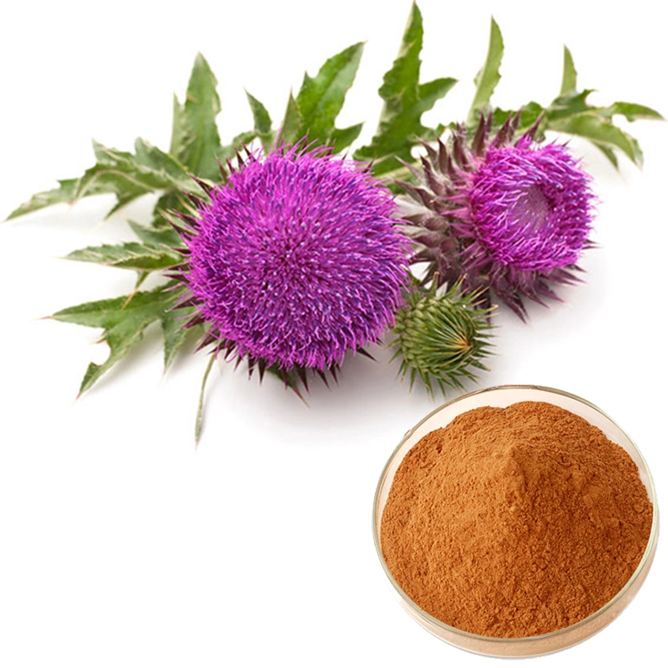 Liver Protection Free Sample Organic 80% Silymarin Milk Thistle Extract