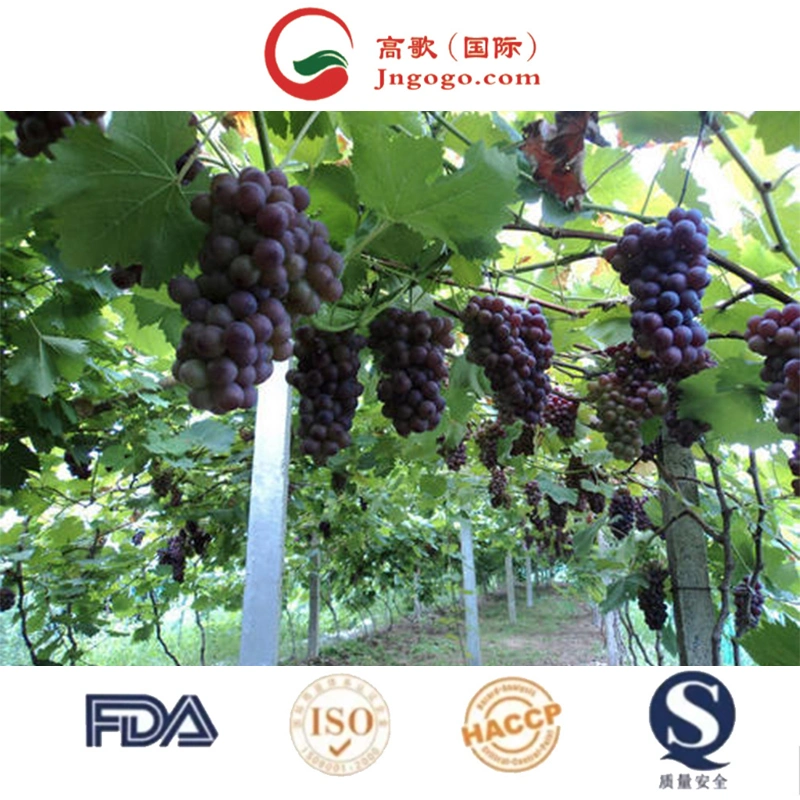 Hot Selling Top Quality Crimson Seedless Grapes for Wholesale/Supplier Newest Color Origin Super Type Comfort Variety Size