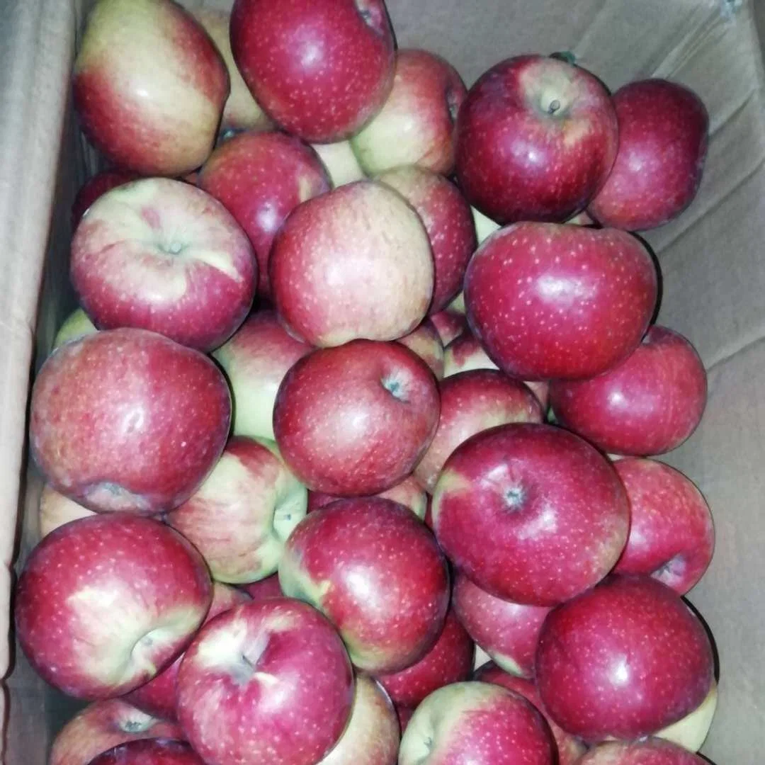 New Crop Jiguan Apple for Bangladesh