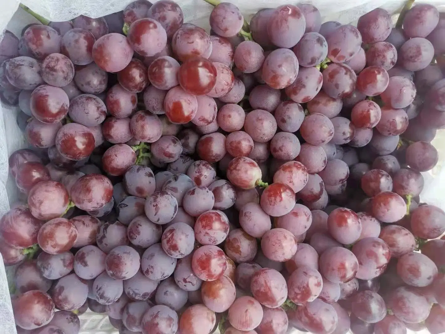 La nueva temporada de alto estándar de la uva roja Yunnan de uvas rojas