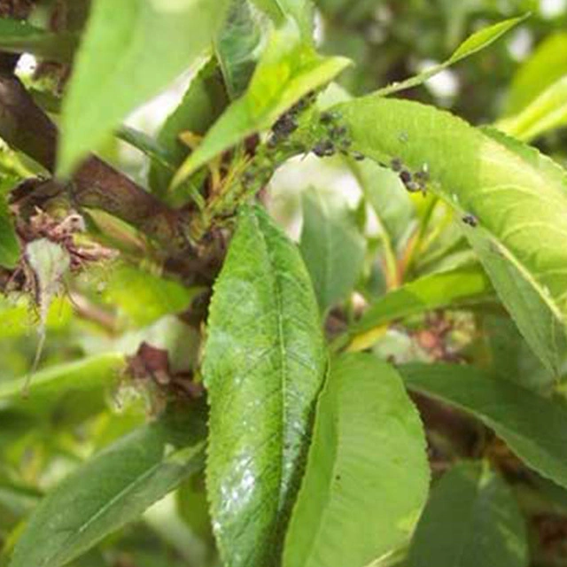 Fábrica da China Produtos químicos pimetrozine 97% TC pesticida inseticida 123312-89-0