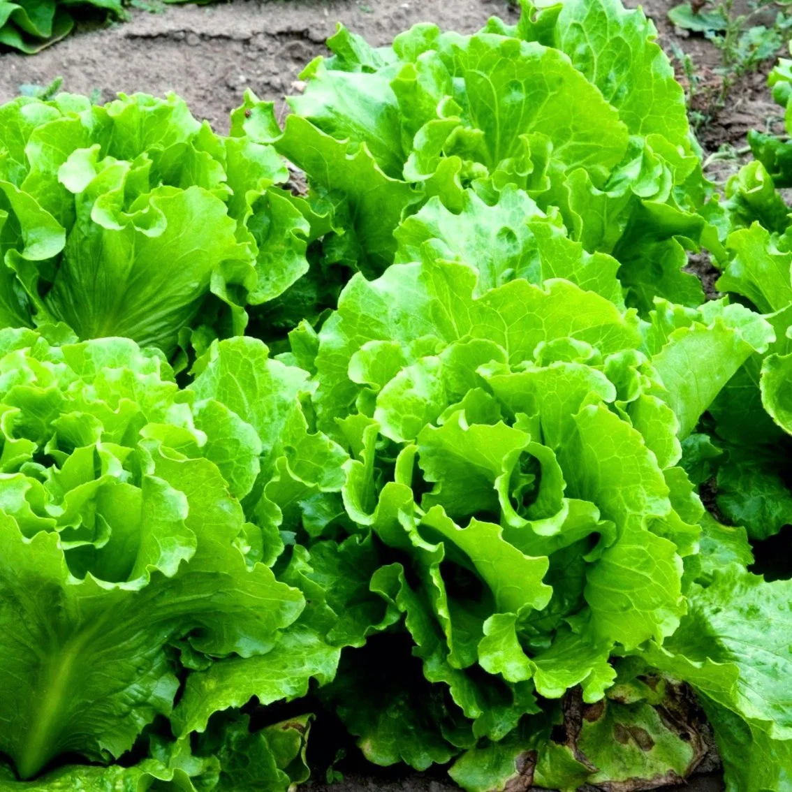 Greenhouse/Lettuce Leaf Vegetable Plant Grow in Greenhouse