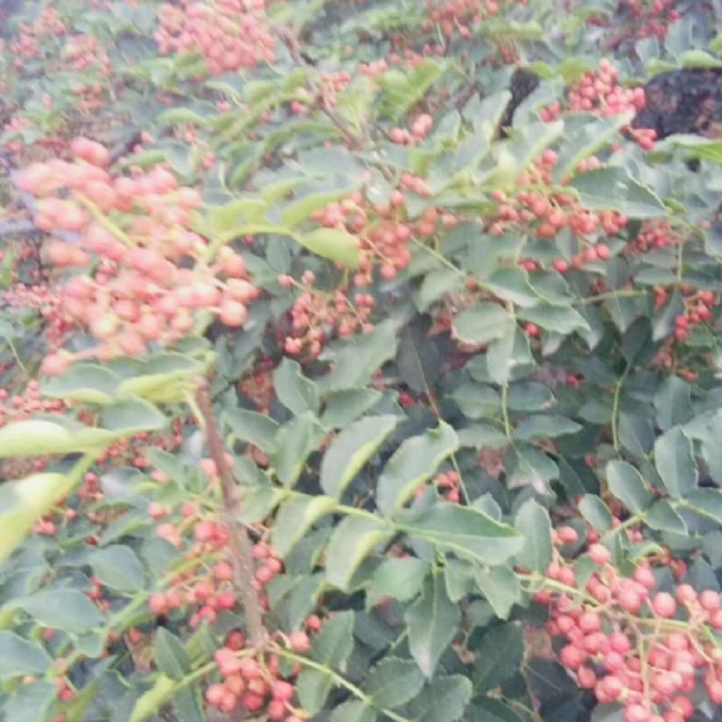 Distributeur de piment doux Vert chaud séché poivre du Sichuan chinois biologique