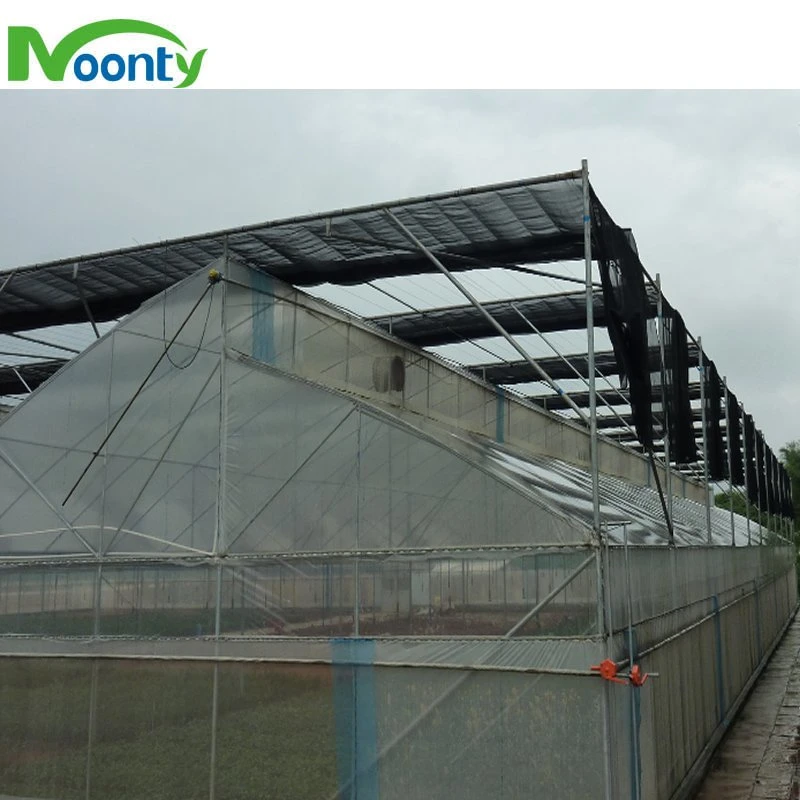 Ventilation toit en dents de scie pour effet de serre tropicale Poly Tunnel/ zone subtropical