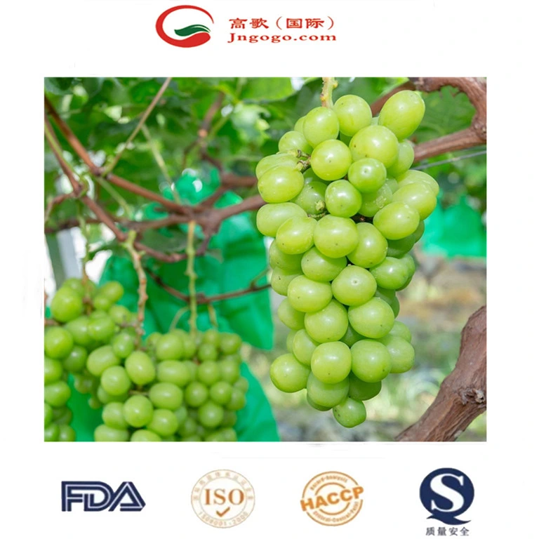 Fresh Shine Muscat Grapes Sweet & Seedless Natural Green Grapes