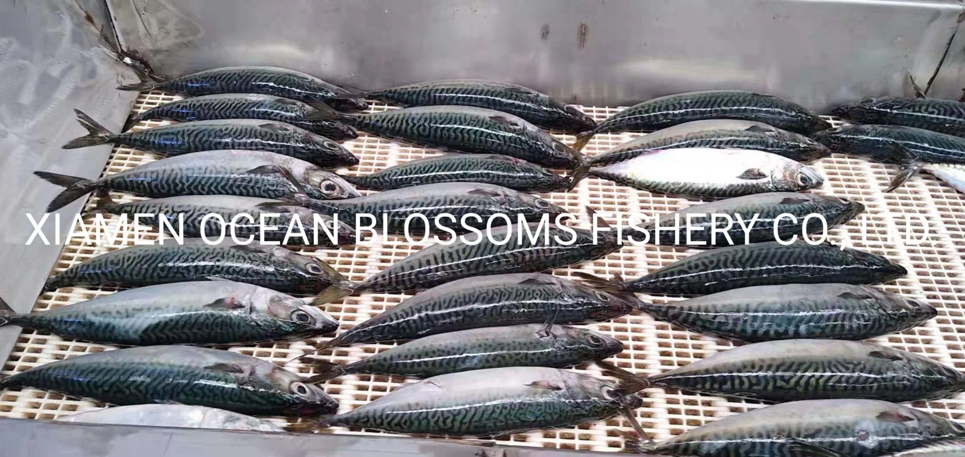 Ocean Blossoms Good Quality Frozen Mackerel Ecuador 15kg 20kg