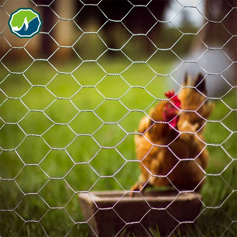 1/2" 3/4'' Galvanized & PVC Coated Chicken Wire Mesh/Poultry Wire Mesh/Hexagonal Wire Mesh