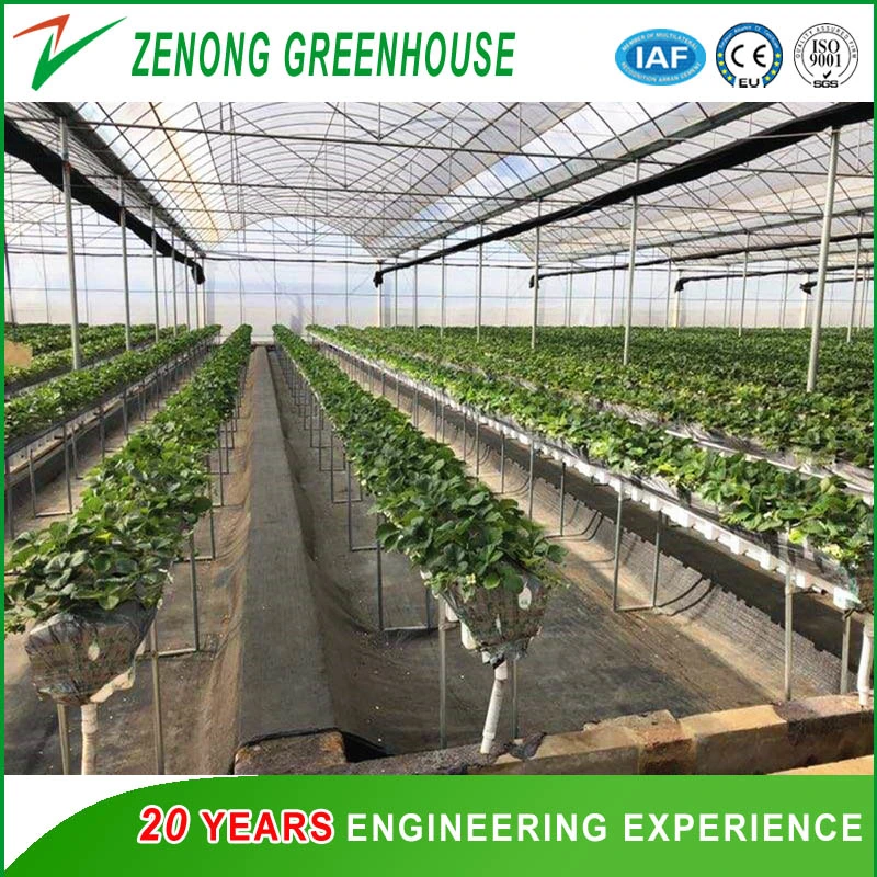 Commercial Greenhouse Poly Film Multi-Span Film Greenhouse for Planting Tomota, Cucumber, Lettuce