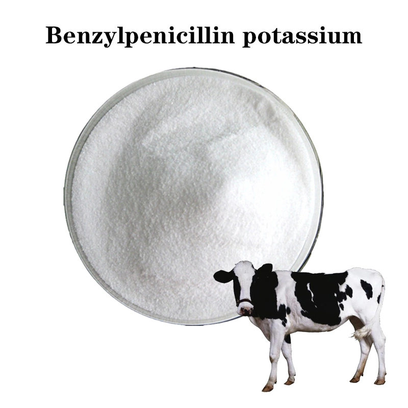 Hot Sale Veterinary Medicine Intermediate Benzylpenicillin Potassium Powder CAS 113-98-4 Benzylpenicillin Potassium