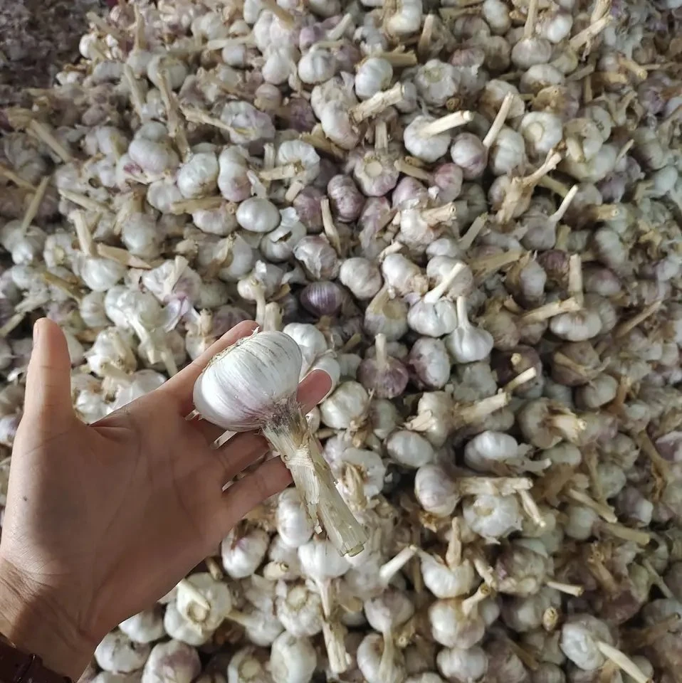 Certified Garlic Fresh New Crop Supplied by Garlic Exporters China for Europe Garlic Market