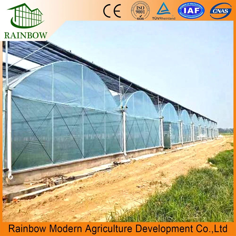 Soilless Culture Hydroponics System Agricture Greenhouse for Tomato Cucumber Pepper