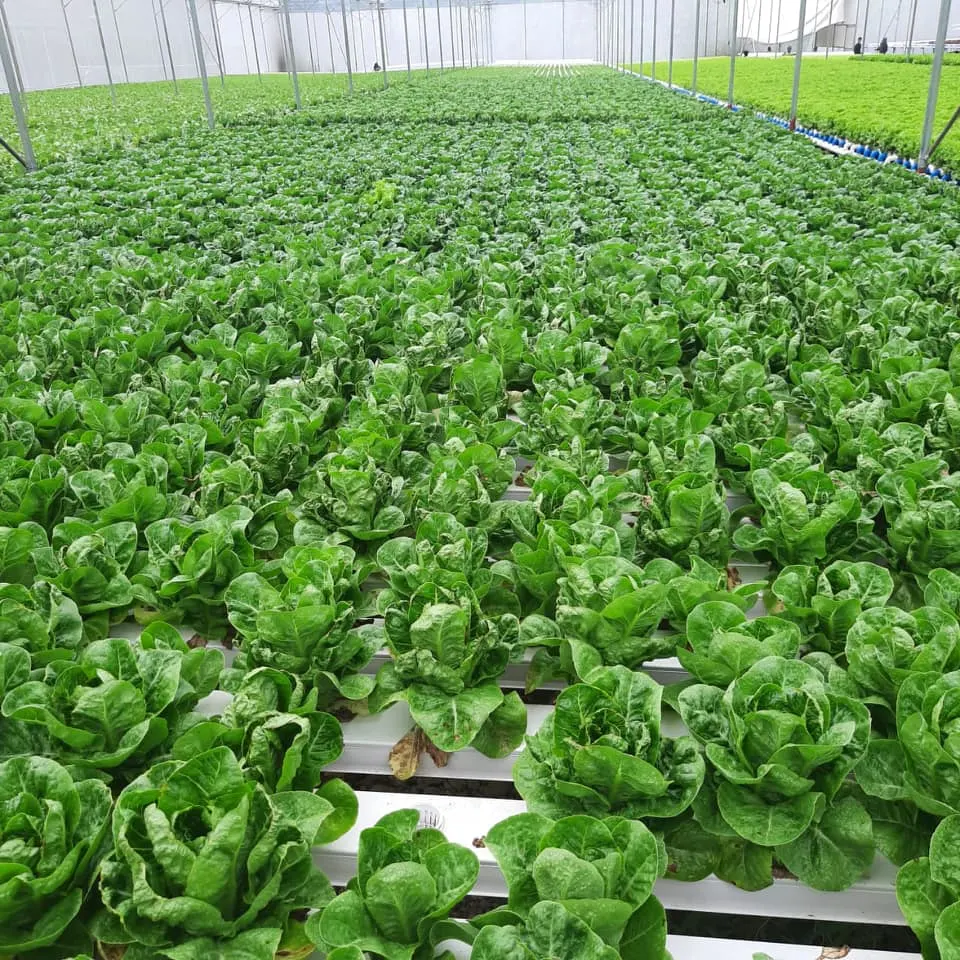 Greenhouse Hydroponic Nft Growing System Plastic Grow Pipe