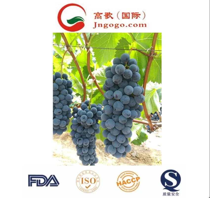 Las uvas frescas, frutas frescas, China Exportador de fruta fresca uva negra