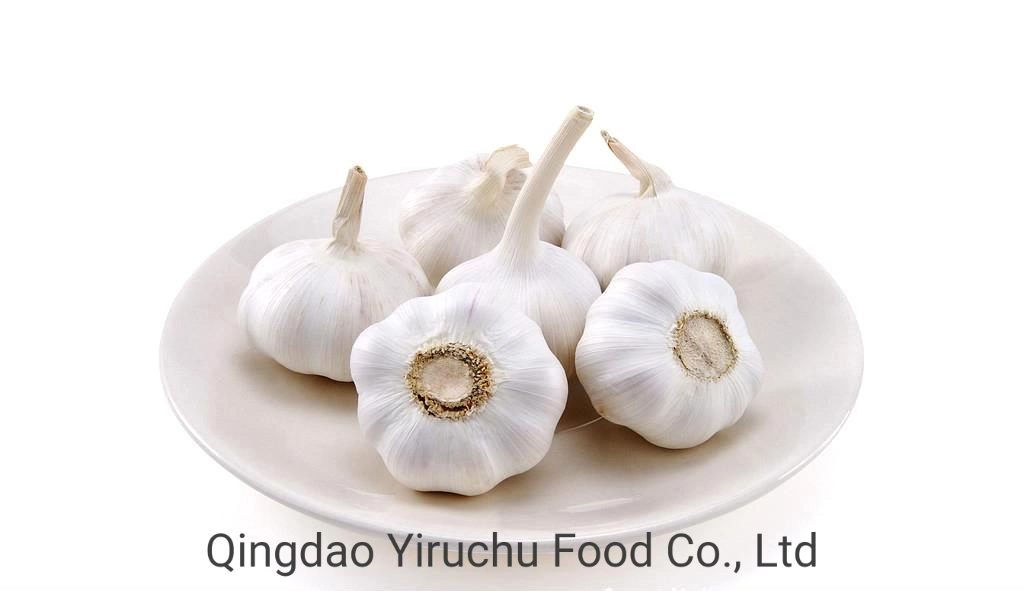 Garlic, a High-Quality Agricultural Product Trusted by Customers