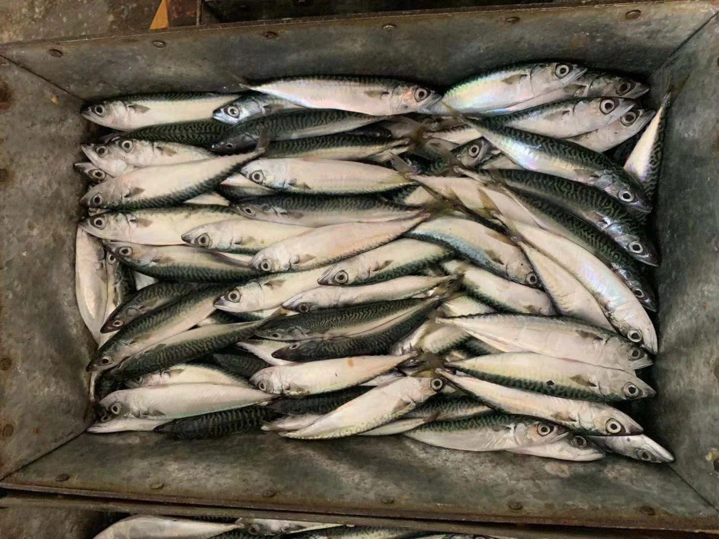 Land Frozen Fish Pacific Mackerel 160-180 with Competitive Price