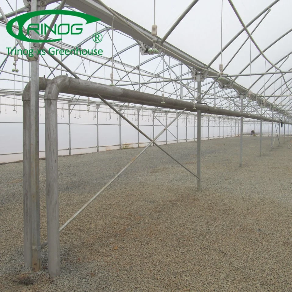 Auto Vent EU type Multi-Span poly film commercial Greenhouse frame for cucumber