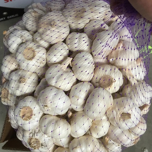 Chinese Low Price Fresh Garlic 2022