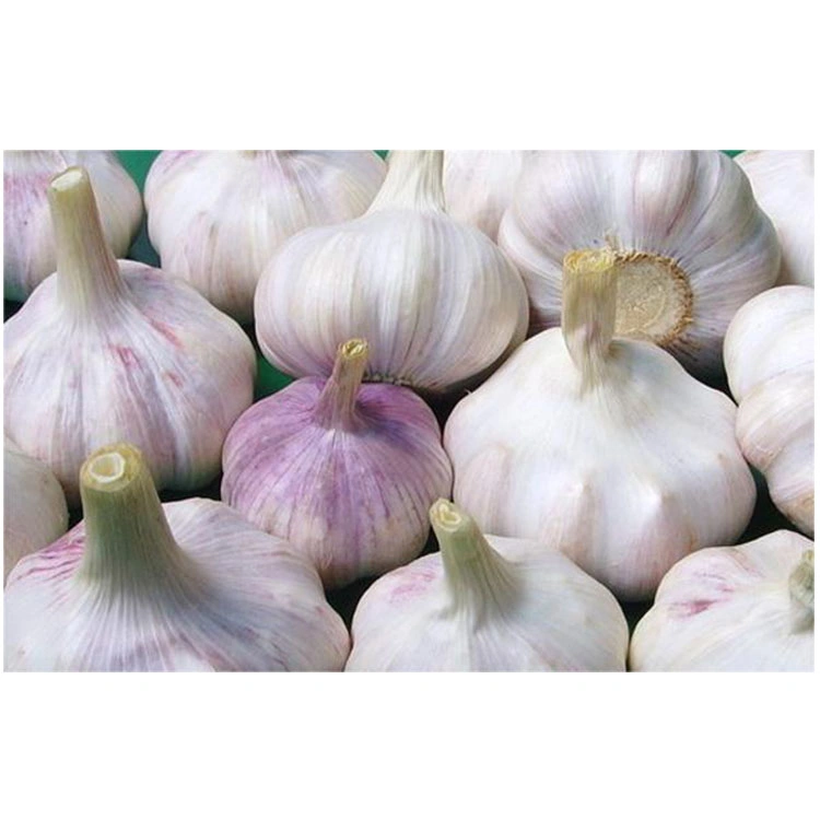 Wholesale/Supplier Fresh Normal Pure White Purple Chinese Garlic